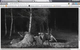 15.webp