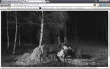 16.webp