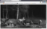 18.webp