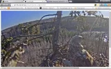 adler1.webp