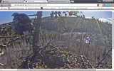 adler2.webp