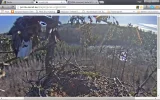 adler3.webp