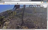adler4.webp