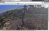 adler5.webp