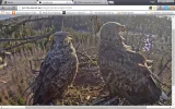 adler6.webp