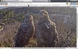 adler7.webp