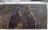 adler8.webp