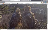 adler9.webp