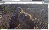 adler10.webp