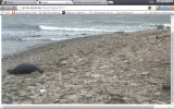 robben7.webp