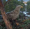 Adler 4.webp