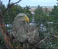 Adler 5.webp