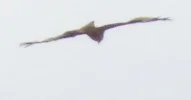 Vogel.webp
