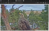adler12.webp