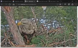adler13.webp