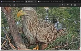 adler14.webp