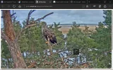 adler15.webp