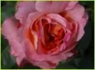 rosarose.webp