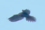 VogelToday.webp