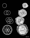 10849932_313115208879744_7237740080536879148_n.webp