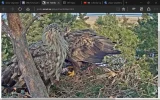 adler16.webp
