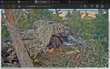 adler17.webp