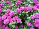 100_1083.webp