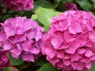 100_1085.webp