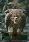 Geier & Text bodhi.webp