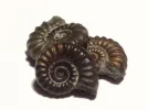 ammonite.webp
