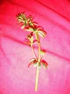 DSCF8232.webp