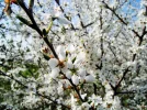 DSCF8225.webp