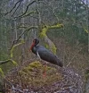 Waldstorch 1.webp