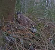 Bussard 1.webp