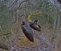 Waldstorch 2.webp