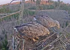 Adler 12.webp
