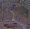 Waldstorch1.webp