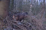 Bussard1.webp