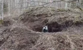 Dachs3.webp