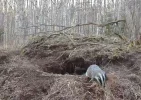 Dachs2.webp