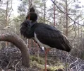 Waldstorch 7.webp