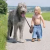 irish-wolfhound.webp