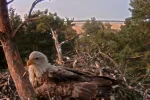 Adler 14.webp