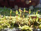 Mini.webp