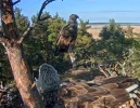 Adler 19.webp