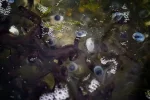 Froschlaich01_klein.webp