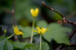 Fruehling01_klein.webp