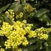 mahonie.webp