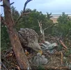 Seeadler 3.webp