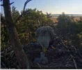 seeadler4.webp